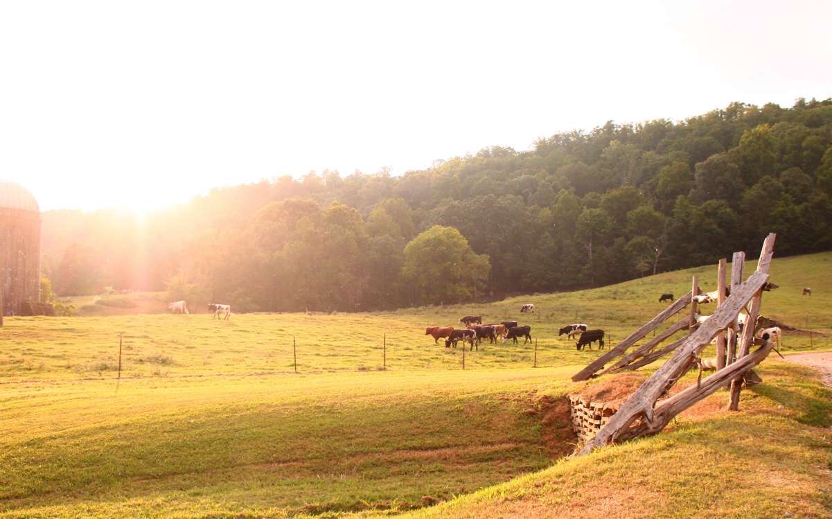 cows in field